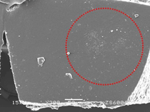 SEM observation of FE cross section (x300)